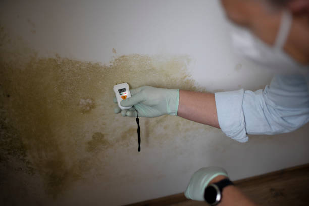 Best Residential Mold Remediation in Silverdale, WA