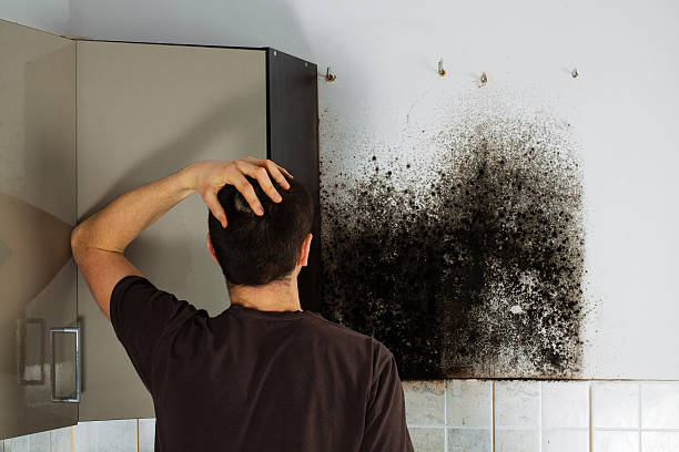Best Insurance-Related Mold Remediation in Silverdale, WA